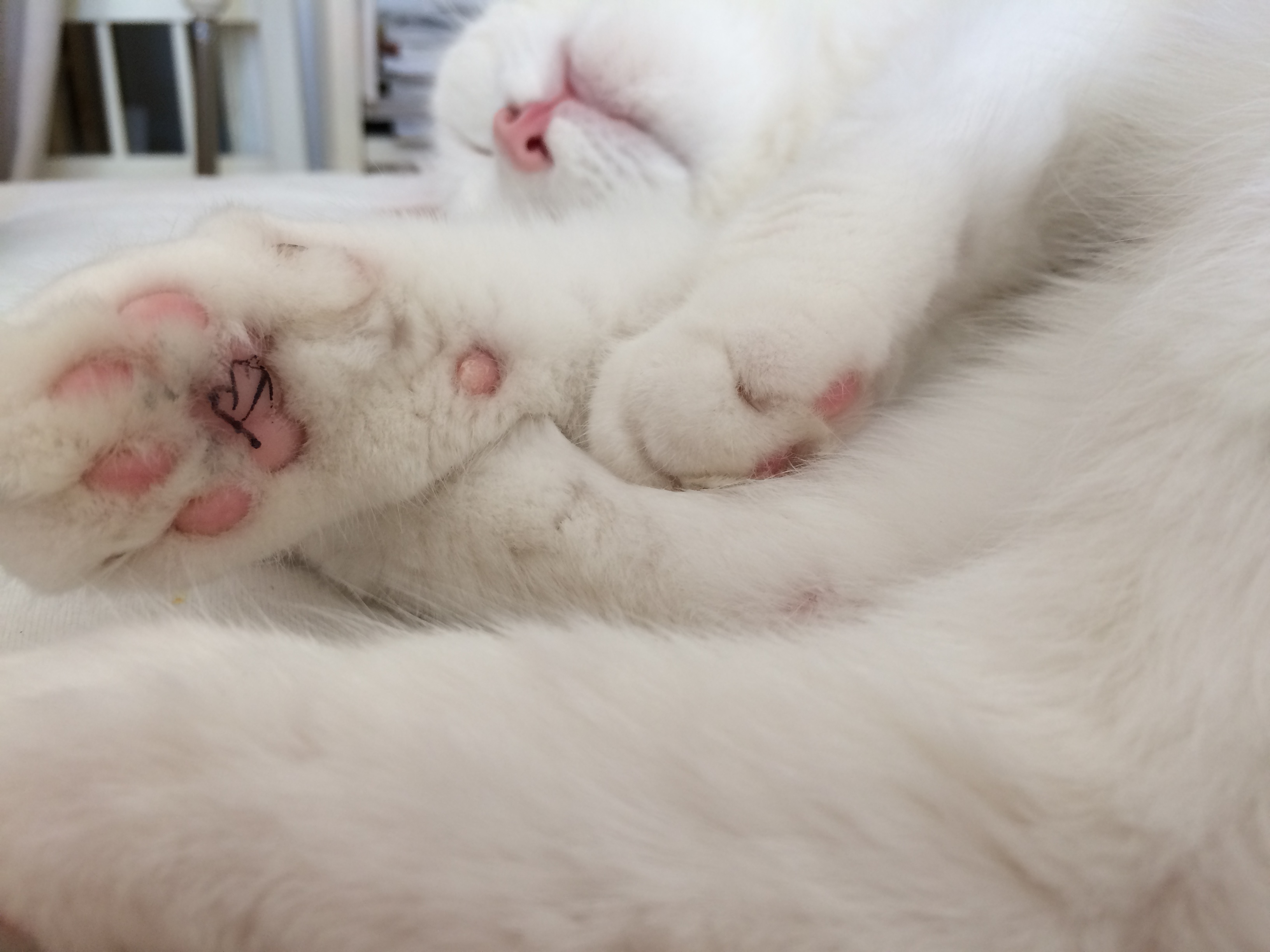 Course Image 26ss-(ASB2DE2EDP) Einführung in die Fachdidaktik Deutsch (Götzendorfer) (SB-2-DE-C)